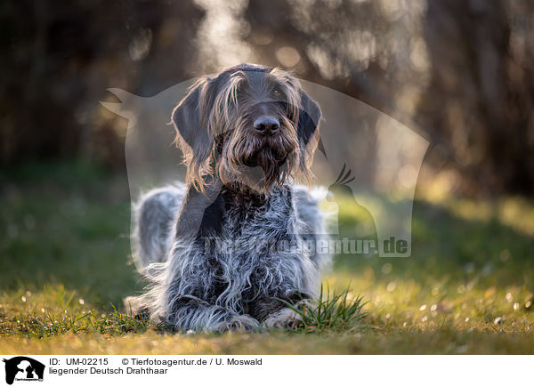 liegender Deutsch Drahthaar / lying German wirehaired Pointer / UM-02215