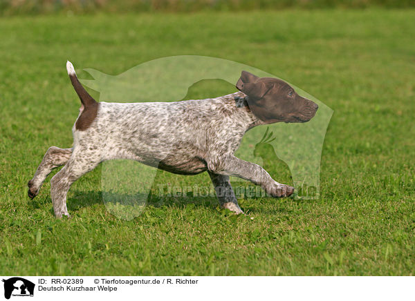 Deutsch Kurzhaar Welpe / German Shorthaired Pointer Puppy / RR-02389
