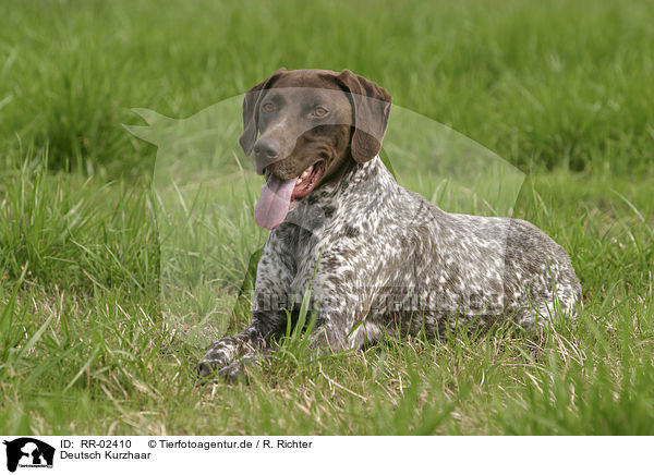 Deutsch Kurzhaar / German Shorthaired Pointer / RR-02410