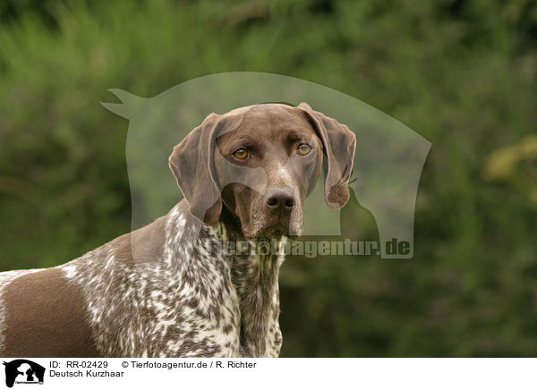 Deutsch Kurzhaar / German Shorthaired Pointer Portrait / RR-02429