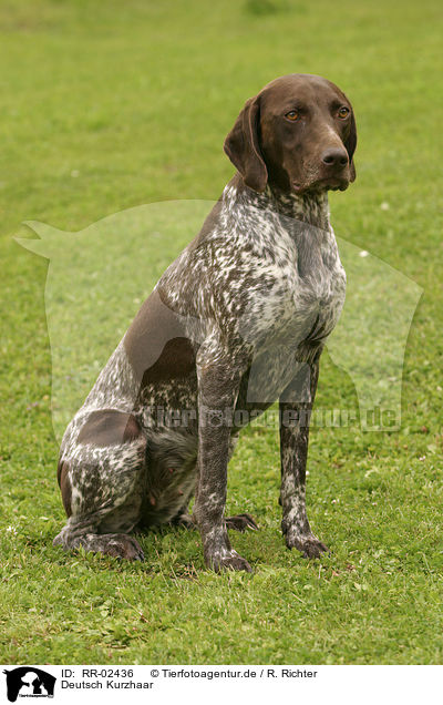 Deutsch Kurzhaar / German Shorthaired Pointer / RR-02436