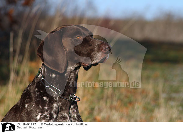 Deutsch Kurzhaar / german shorthaired Pointer / JH-01247