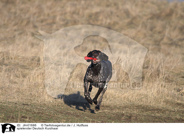 spielender Deutsch Kurzhaar / playing German Shorthaired Pointer / JH-01686