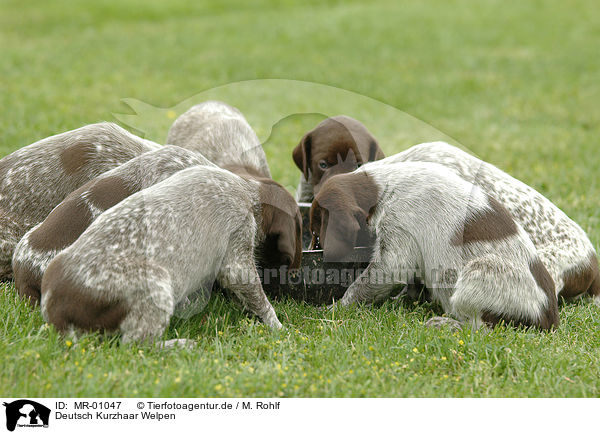 Deutsch Kurzhaar Welpen / German Wirehaired Pointer / MR-01047