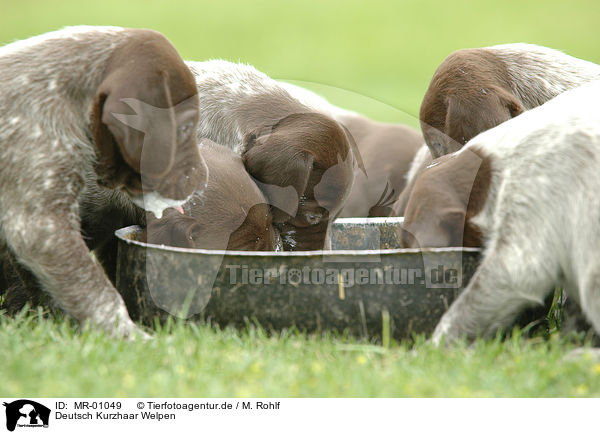 Deutsch Kurzhaar Welpen / German Wirehaired Pointer / MR-01049