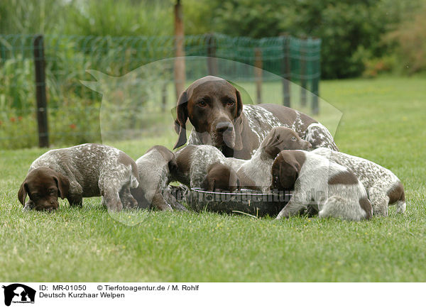 Deutsch Kurzhaar Welpen / German Wirehaired Pointer / MR-01050