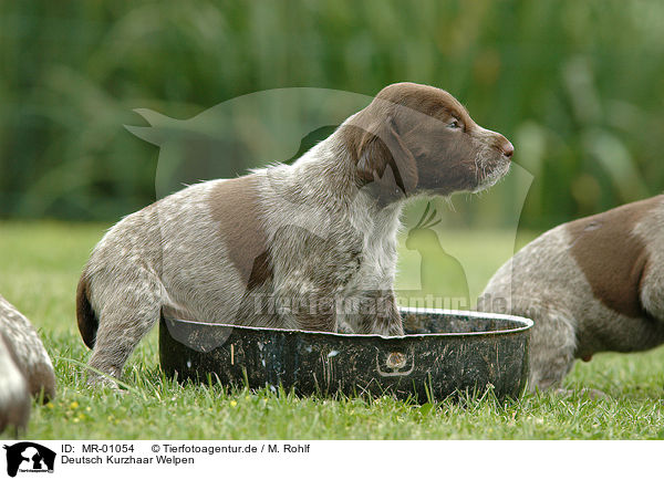 Deutsch Kurzhaar Welpen / German Wirehaired Pointer / MR-01054