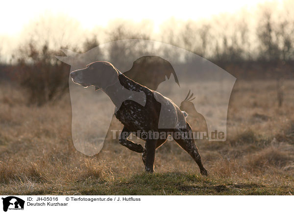 Deutsch Kurzhaar / German shorthaired pointer / JH-05016