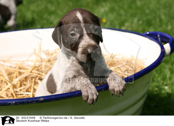Deutsch Kurzhaar Welpe / German Shorthaired Pointer Puppy / SG-01846