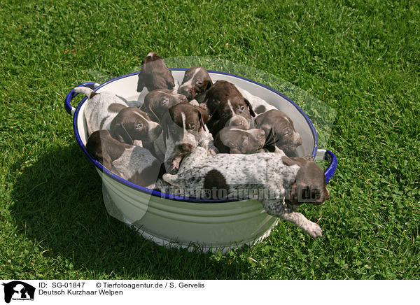 Deutsch Kurzhaar Welpen / German Shorthaired Pointer Puppies / SG-01847