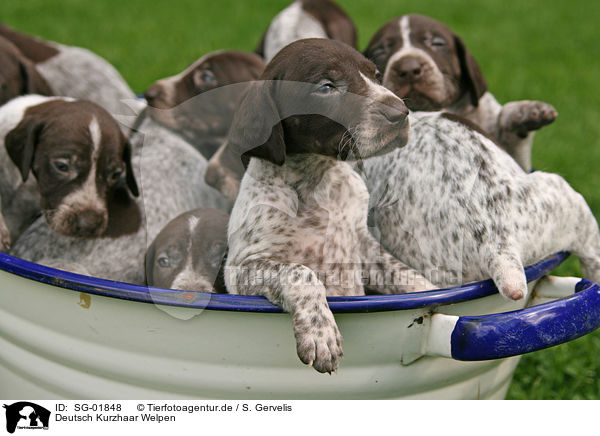 Deutsch Kurzhaar Welpen / German Shorthaired Pointer Puppies / SG-01848