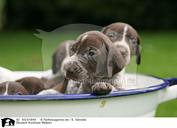Deutsch Kurzhaar Welpen / German Shorthaired Pointer Puppies / SG-01849
