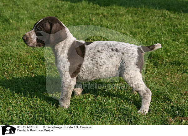Deutsch Kurzhaar Welpe / German Shorthaired Pointer Puppy / SG-01856