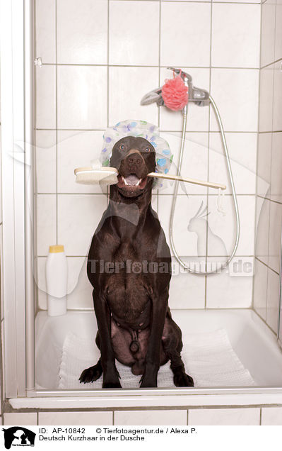 Deutsch Kurzhaar in der Dusche / German shorthaired Pointer in shower / AP-10842