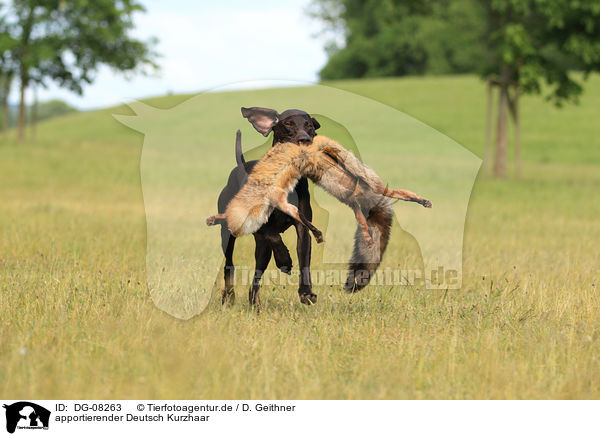 apportierender Deutsch Kurzhaar / retrieving German shorthaired Pointer / DG-08263