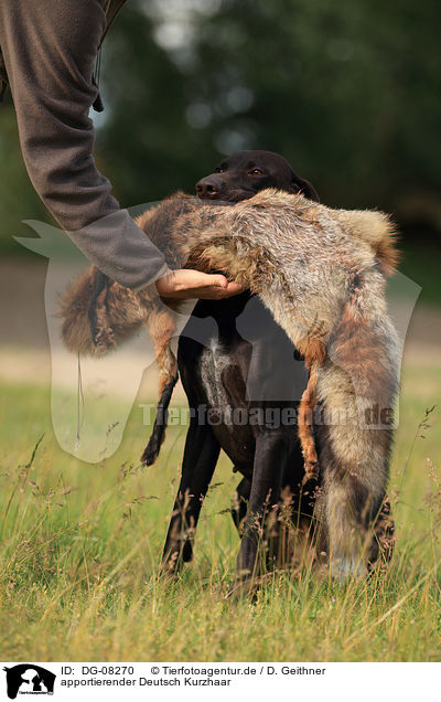 apportierender Deutsch Kurzhaar / retrieving German shorthaired Pointer / DG-08270