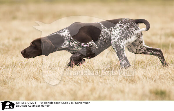 Deutsch Kurzhaar Hndin / female German shorthaired Pointer / MIS-01221