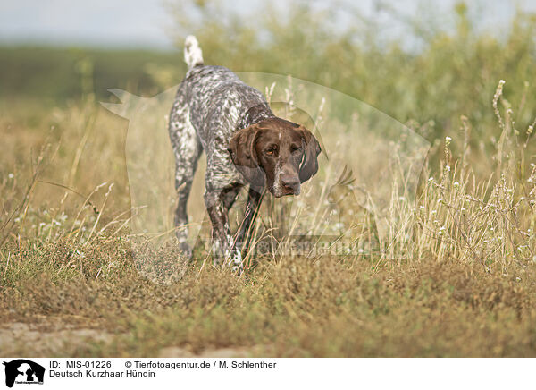 Deutsch Kurzhaar Hndin / female German shorthaired Pointer / MIS-01226