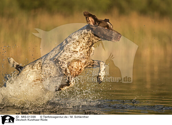 Deutsch Kurzhaar Rde / male German shorthaired Pointer / MIS-01398