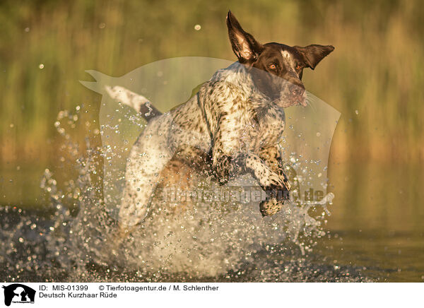 Deutsch Kurzhaar Rde / male German shorthaired Pointer / MIS-01399