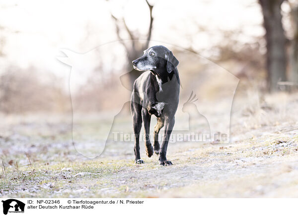 alter Deutsch Kurzhaar Rde / German-Shorthaired-Pointer-Mongrel / NP-02346