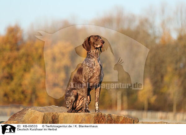 Deutsch Kurzhaar im Herbst / German shorthaired Pointer in autumn / KB-09533