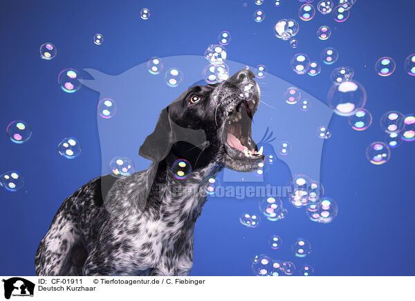 Deutsch Kurzhaar / German shorthaired Pointer / CF-01911