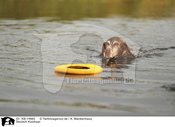 Deutsch Kurzhaar / German Shorthaired Pointer / KB-14860