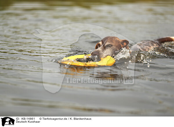 Deutsch Kurzhaar / German Shorthaired Pointer / KB-14861