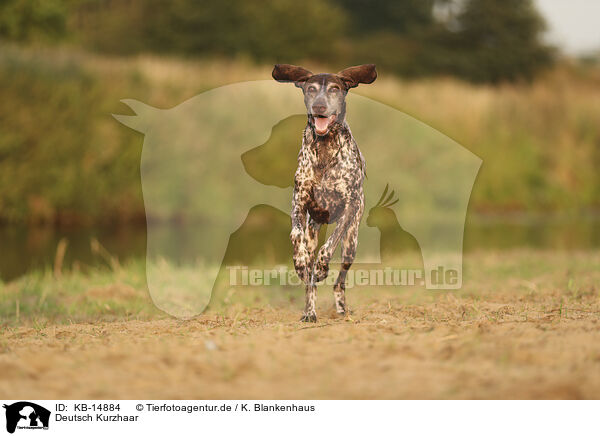 Deutsch Kurzhaar / German Shorthaired Pointer / KB-14884