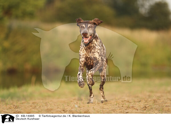 Deutsch Kurzhaar / German Shorthaired Pointer / KB-14885