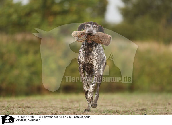 Deutsch Kurzhaar / German Shorthaired Pointer / KB-14890