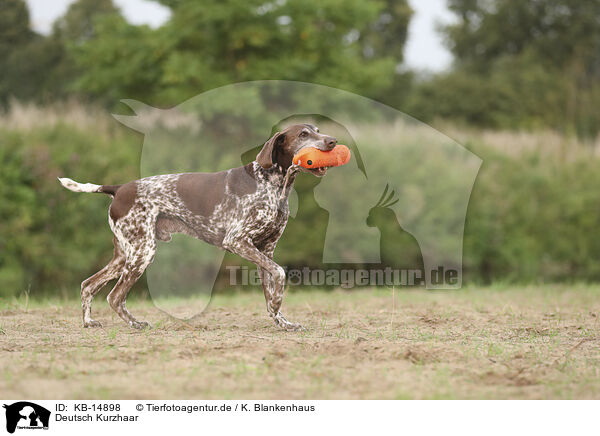 Deutsch Kurzhaar / German Shorthaired Pointer / KB-14898