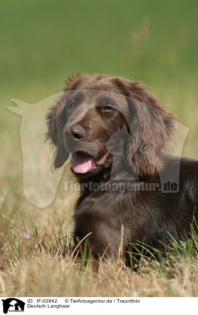 Deutsch Langhaar / German Longhaired Pointer / IF-02842