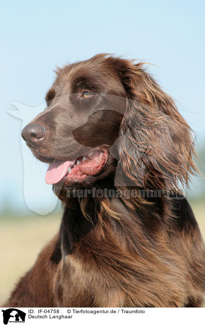 Deutsch Langhaar / German Longhaired Pointer / IF-04758