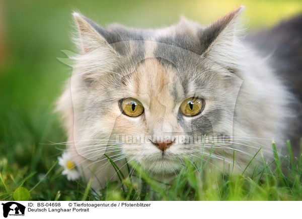 Deutsch Langhaar Portrait / German Longhair Portrait / BS-04698