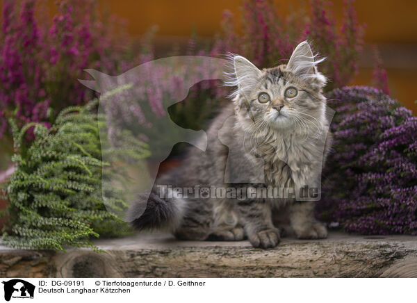 Deutsch Langhaar Ktzchen / German Longhair Kitten / DG-09191