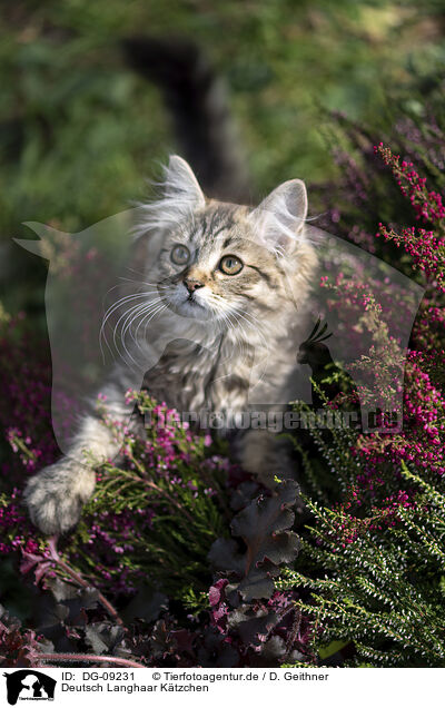 Deutsch Langhaar Ktzchen / German Longhair Kitten / DG-09231