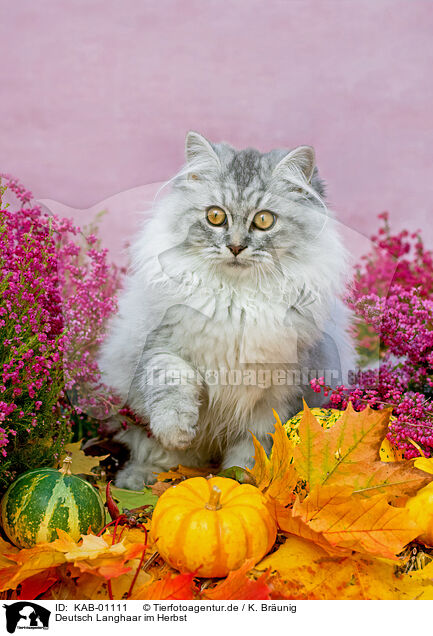 Deutsch Langhaar im Herbst / German Longhair in autumn / KAB-01111