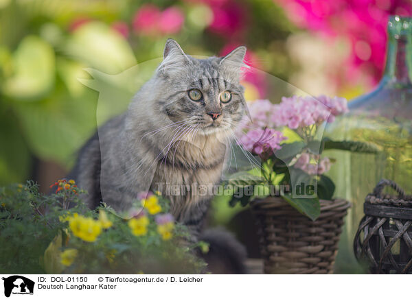 Deutsch Langhaar Kater / German Longhair tomcat / DOL-01150