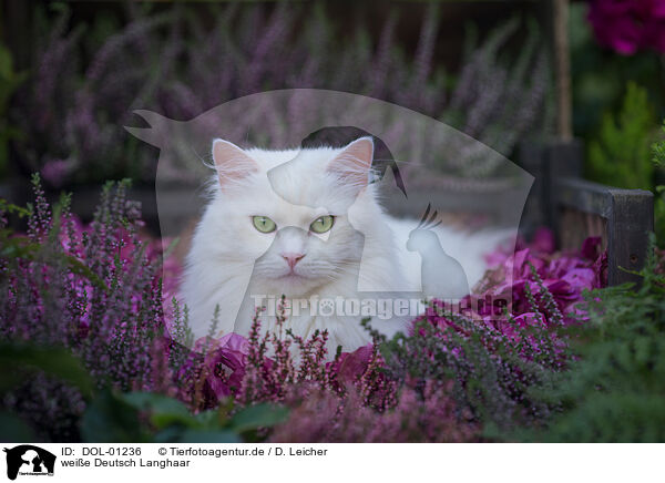 weie Deutsch Langhaar / white German Longhair / DOL-01236