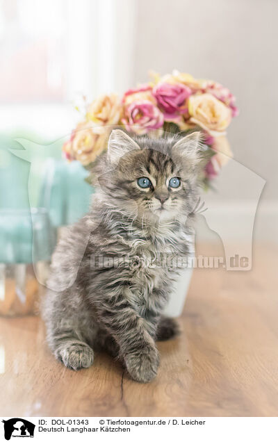 Deutsch Langhaar Ktzchen / German Longhair Kitten / DOL-01343