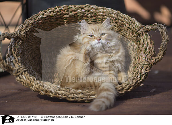 Deutsch Langhaar Ktzchen / German Longhair Kitten / DOL-01749