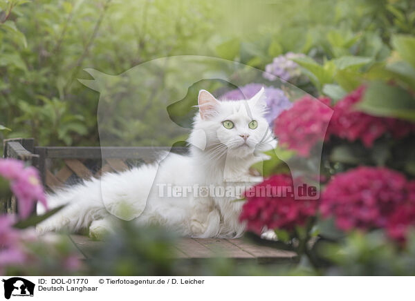 Deutsch Langhaar / German Longhair / DOL-01770