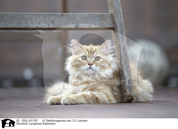 Deutsch Langhaar Ktzchen / German Longhair Kitten / DOL-01797