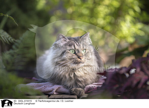 Deutsch Langhaar / German Longhair / DOL-01815