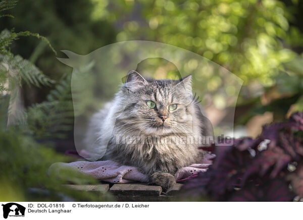 Deutsch Langhaar / German Longhair / DOL-01816