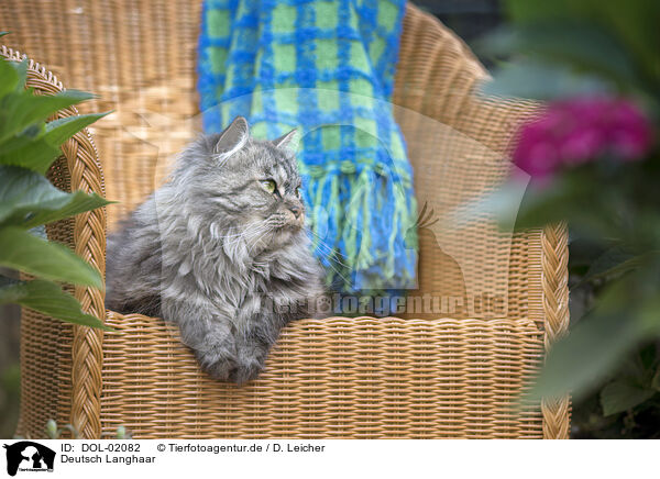 Deutsch Langhaar / German Longhair / DOL-02082