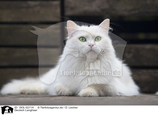 Deutsch Langhaar / German Longhair / DOL-02114