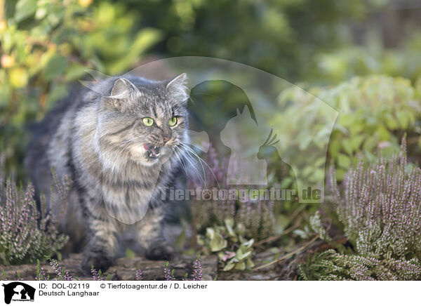 Deutsch Langhaar / German Longhair / DOL-02119